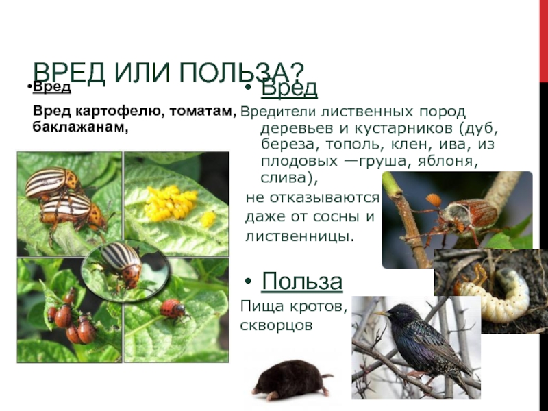 Польза живых организмов. Сообщение о полезных и вредных насекомых. Полезные и вредные насекомые для человека. Польза и вред насекомых. Польза от насекомых.