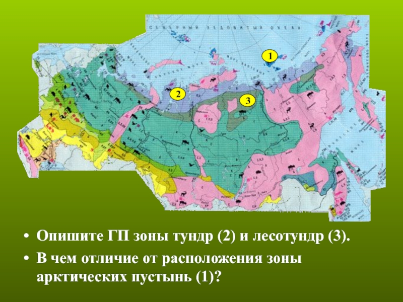 Где находится зона. Карта зона арктических пустынь Тунра и лесотрунды. Зоны арктических пустынь тундры и лесотундры. Зона тундры и лесотундры географическое положение. Зона лесотундры на карте.