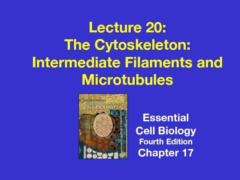 Lecture 20:
The Cytoskeleton:
Intermediate Filaments and