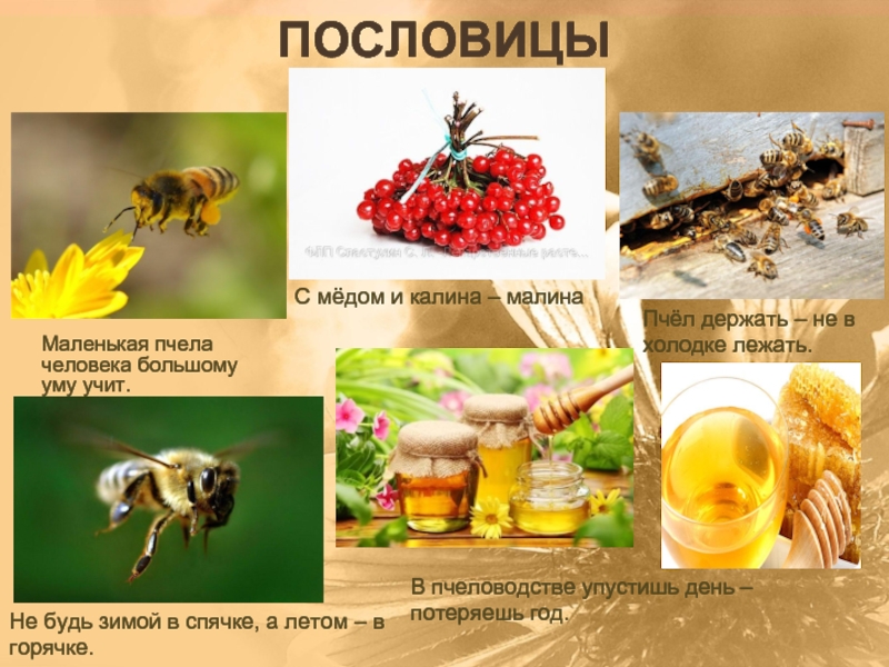 ПословицыМаленькая пчела человека большому уму учит.С мёдом и калина – малинаПчёл держать – не в холодке лежать.Не
