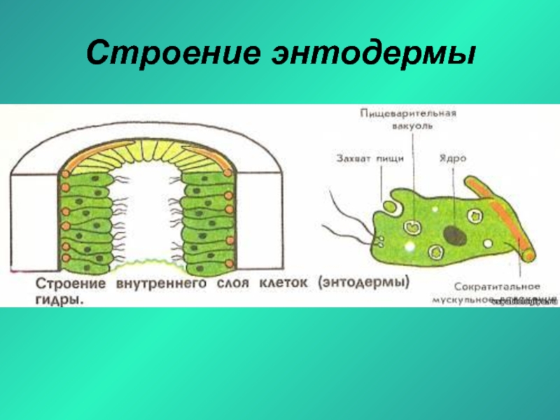 Рисунок наружный слой гидры эктодерму обозначив нервные клетки