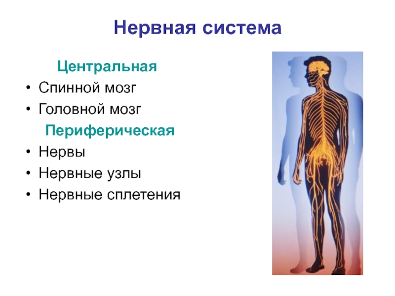 Укажите название органа периферической нервной системы человека. Периферическая нервная система. Периферическая нервная система спинномозговые нервы. Схема нервной системы человека Центральная и периферическая. Нервные сплетения спинного мозга.