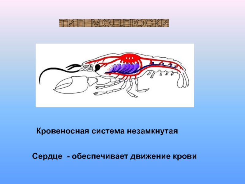 Кровеносная система презентация