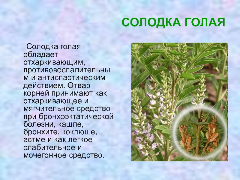 Солодка польза и вред. Растение Солодка лекарственные свойства. Солодка растение описание.