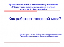 Как работает головной мозг?