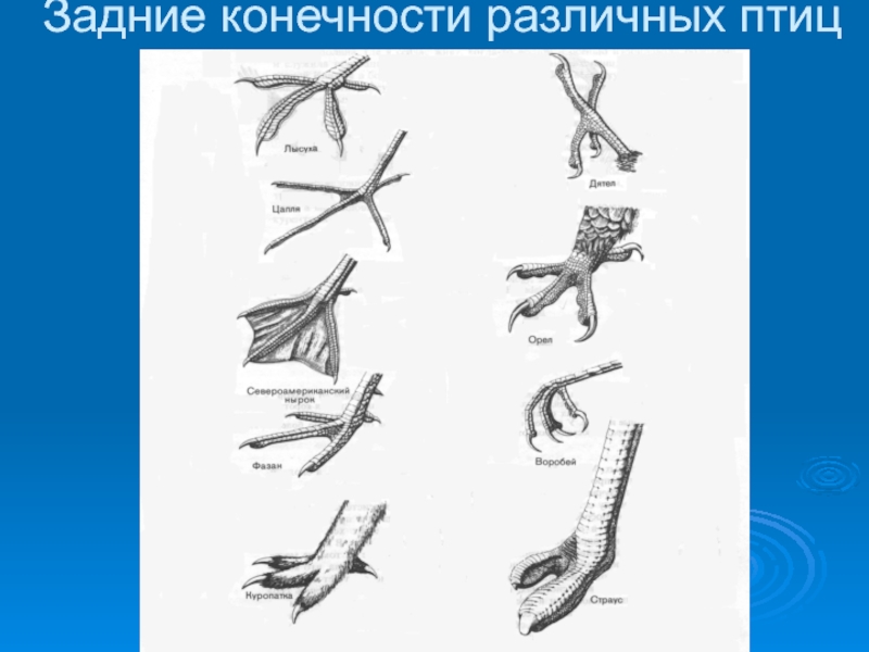 Объясните руководствуясь этой схемой формирование у зайцев длинных и мощных задних конечностей