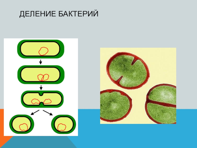 Размножение бактерий рисунок