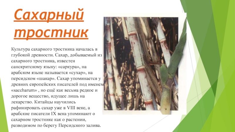 Известно что сахарный тростник. Сообщение о сахарном тростнике. Сахарный тростник культура. Сахарный тростник доклад. Сахарный тростник кратко.