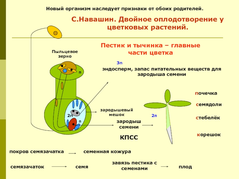 Оплодотворение у цветковых растений презентация 6 класс