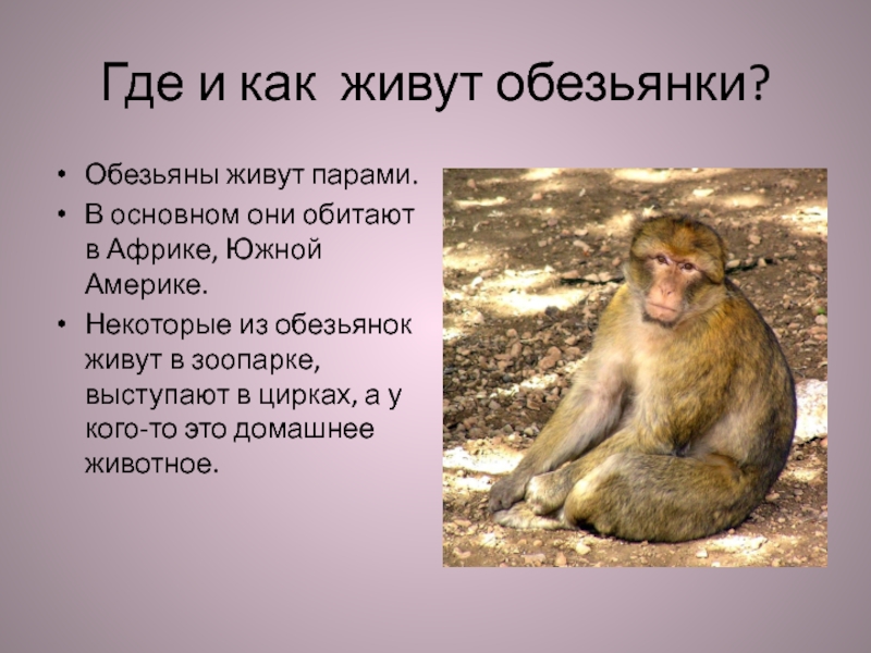 Краткое содержание обезьянка 3 класс. Описание обезьяны. Доклад про обезьян. Доклад про обезьянку. Обезьяна для презентации.