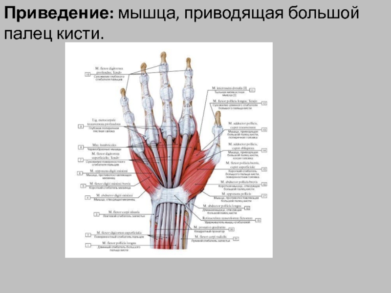 Болит мышца большого пальца. Мышца, приводящая большой палец кисти m. Adductor pollicis. Мышца противопоставляющая большой палец кисти функции. Мышца, противопоставляющая большой палец кисти m. opponens pollicis. Косая головка мышцы приводящей большой палец.