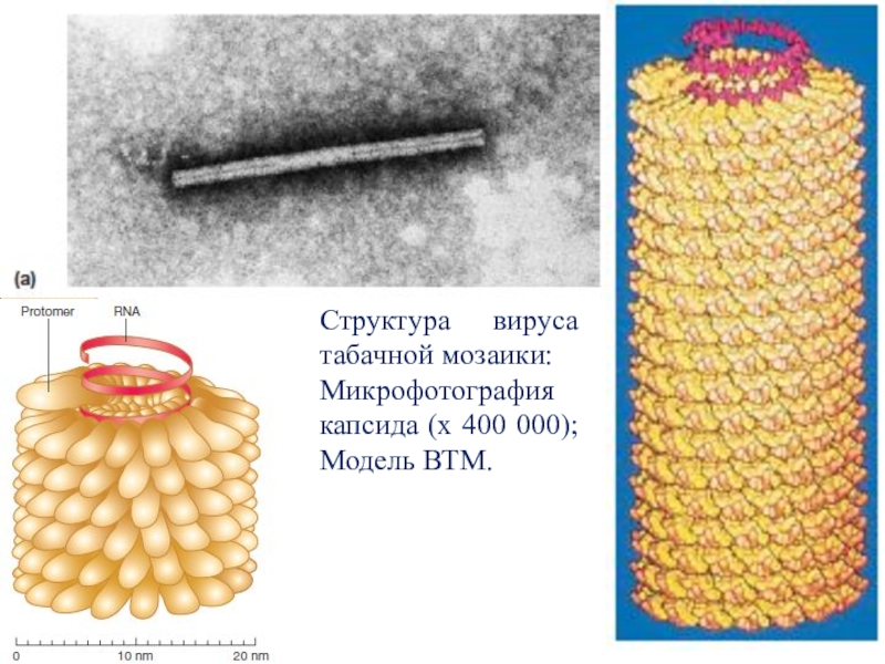 Строение вируса табачной мозаики рисунок