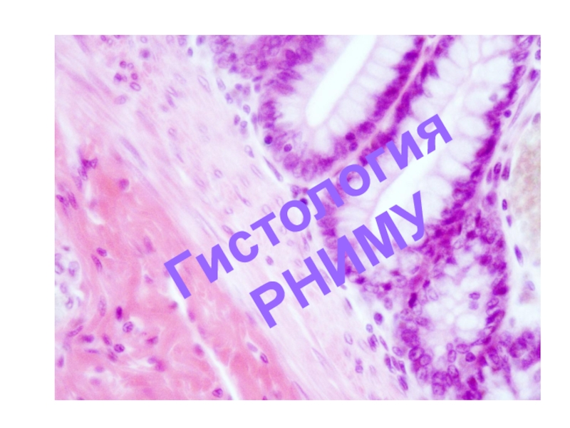 Рниму гистология презентации
