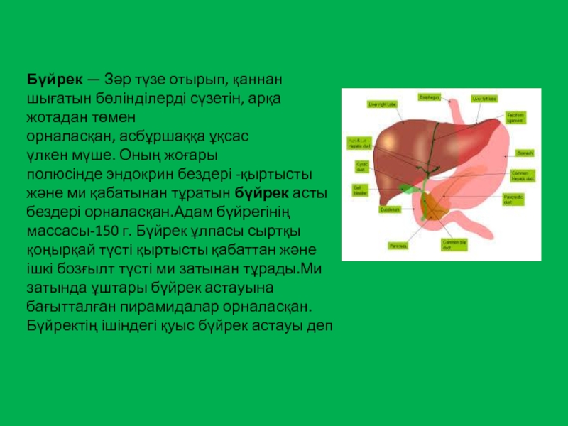 Бүйрек коликасы презентация