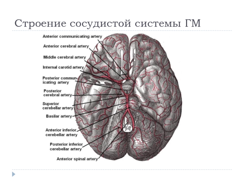 Сосудистые заболевания головного мозга презентация