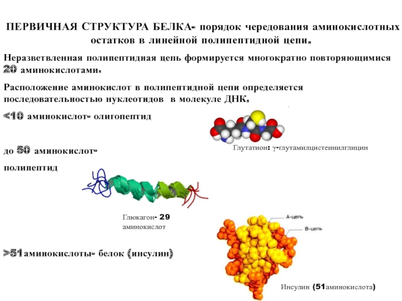 Аминокислоты в полипептидной цепи