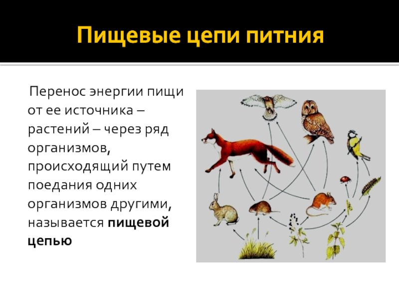 Ряд организмов. Перенос энергии от ее источника (растений) через ряд организмов.. Перенос энергии в пищевой цепи. Переносом энергии от источника через ряд организмов. Детритофаги в пищевой цепи.