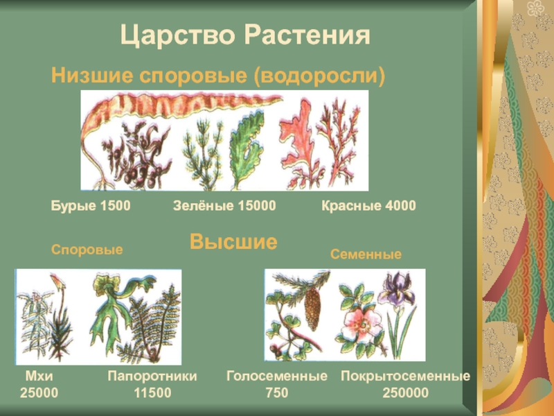 Рассмотрите схему отражающую развитие растительного мира земли зеленые водоросли красные бурые мхи