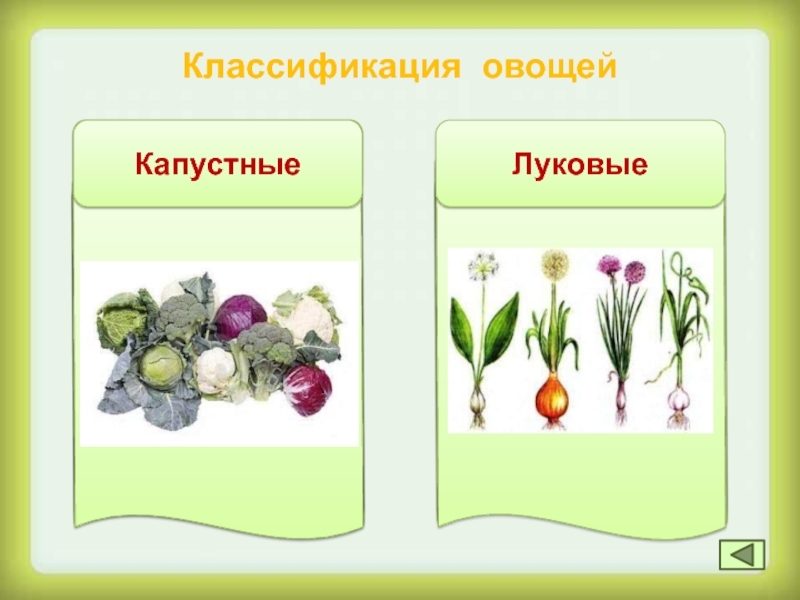 Капустные овощи таблица. Классификация овощей. Классификация овощей 5 класс. Классификация овощей и грибов. Классификация капустных овощей.