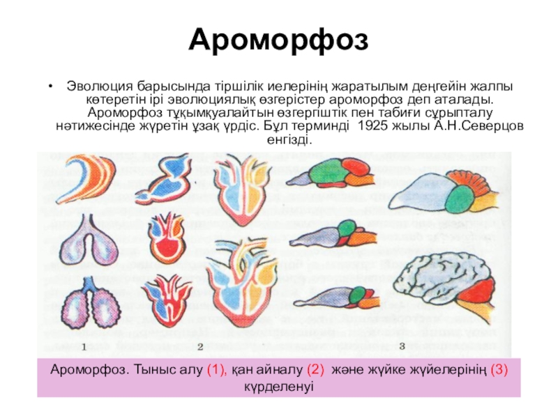 Ароморфоз что это. Ароморфоз. Ароморфоз примеры у животных. Ароморфозы в эволюции. Ароморфоз презентация.