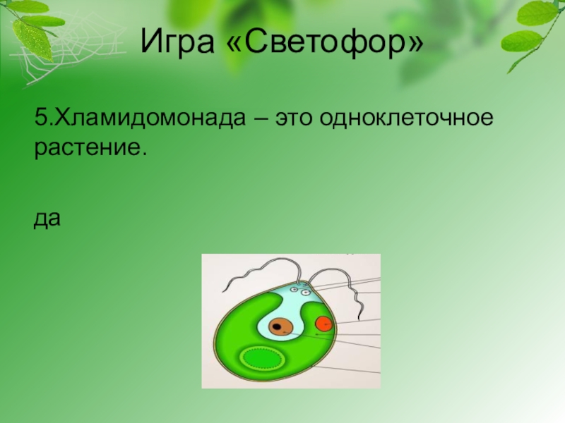 Хламидомонада это. Одноклеточные растения хламидомонада. Хламидомонада ткань раст. Вопрос к слову хламидомонада для кроссворда.