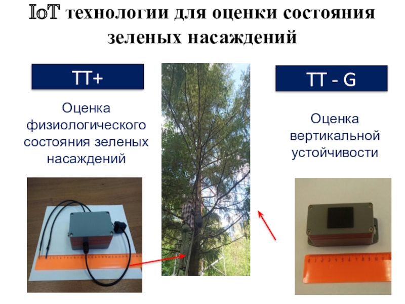 Состояние древостоя. Оценка состояния зеленых насаждений. Оценка состояния насаждений. Оценка состояния зеленых насаждений города. Оценка физиологического состояния.