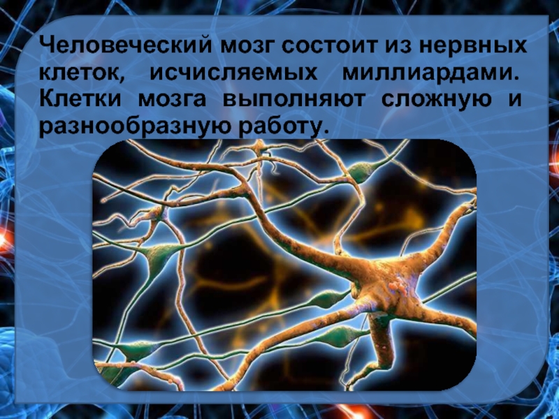 Восстановление клеток мозга. Клетки мозга. Клетки головного мозга. Нейроны головного мозга. Строение клетки мозга.