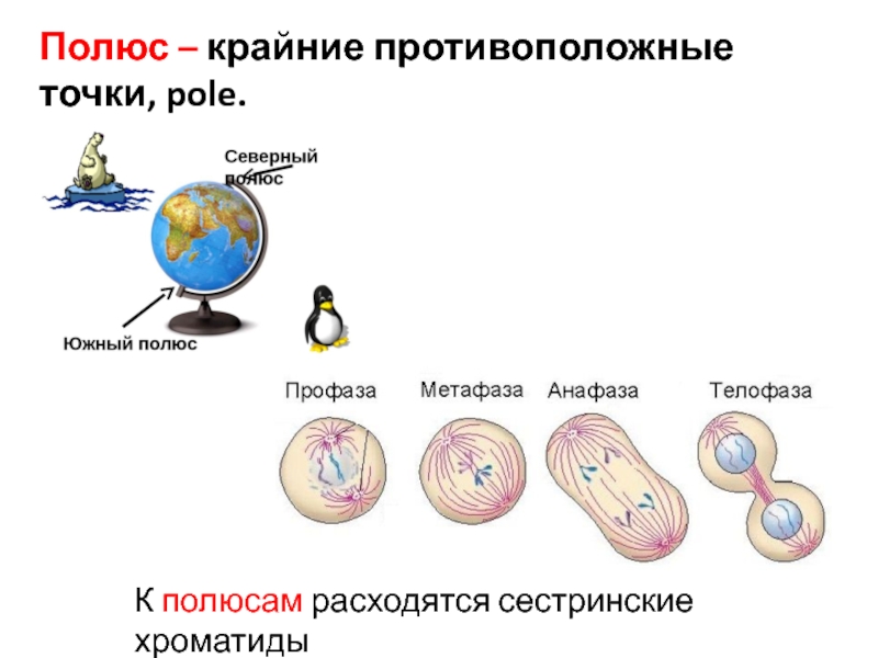 Противоположные точки. К противоположным полюсам расходятся сестринские хроматиды. К полюсам расходятся сестринские хроматиды. Расхождение сестринских хроматид. Сестринские хроматиды начинают расходиться к полюсам клетки в стадии.