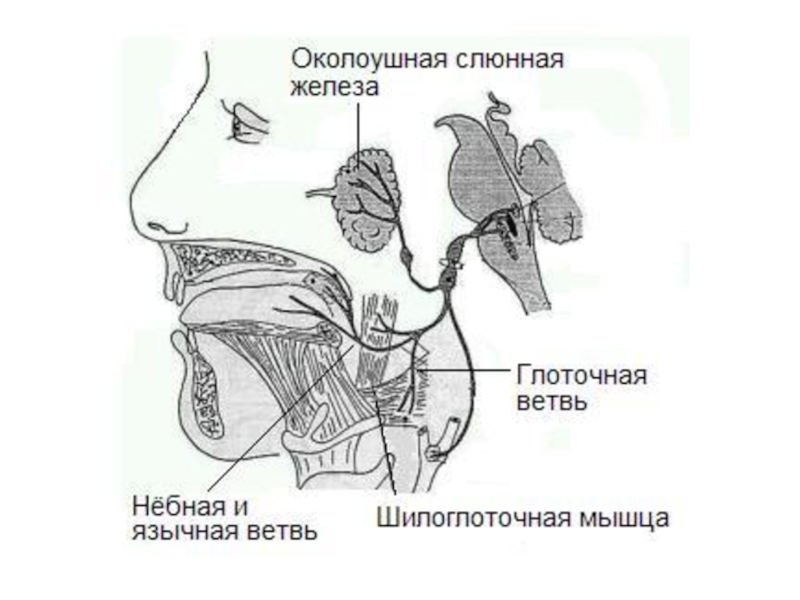Ix черепного нерва. Языкоглоточный нерв ветви иннервация. Языкоглоточный нерв анатомия схема. 9 Пара языкоглоточный нерв. Глоточный нерв анатомия.