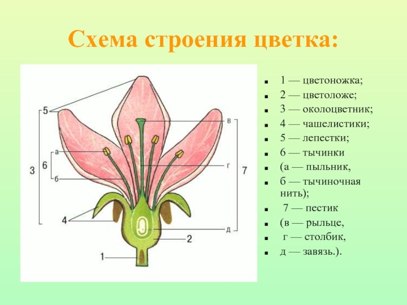 Схема строения цветка:1 — цветоножка; 2 — цветоложе; 3 — околоцветник; 4 — чашелистики; 5 — лепестки;