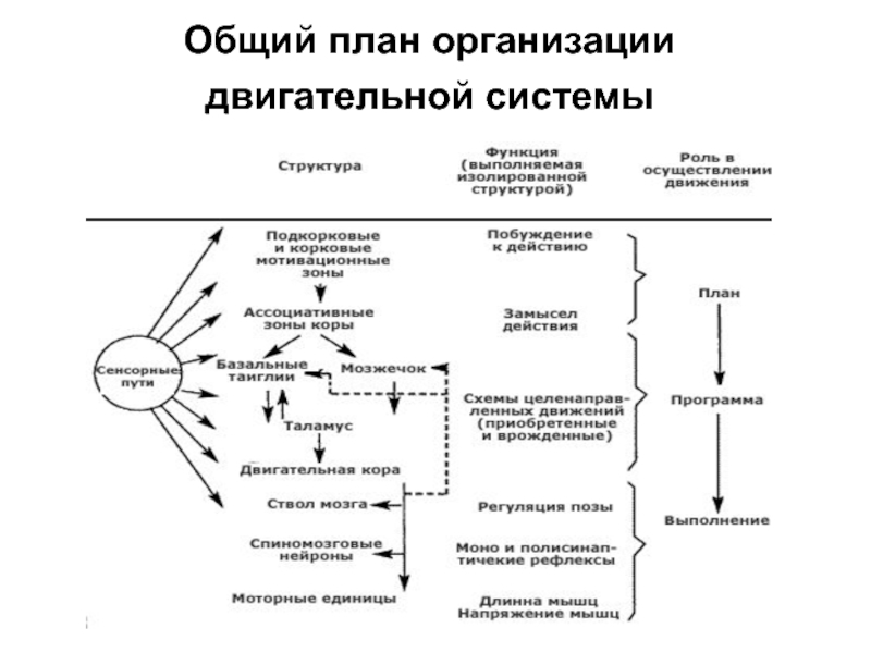 Двигательные структуры. Общий план организации двигательной системы. Общая схема центральной регуляции двигательной активности. Уровни регуляции двигательной системы. Схема организации двигательной системы.