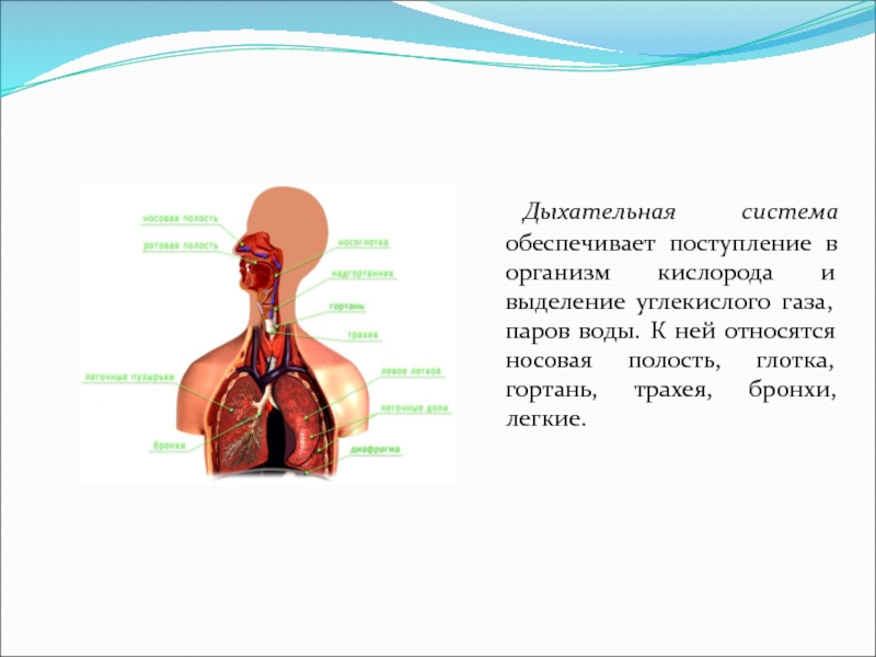 Последовательность поступления воздуха в организм. Дыхательная система обеспечивает организм. Система органов дыхания человека 8 класс. Дыхательная система обеспечивает поступление в организм чего. Дыхательная система обеспечивает организм человека кислородом.
