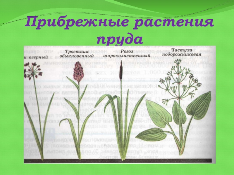 Какие водные растения ты узнал на картине выпиши их названия