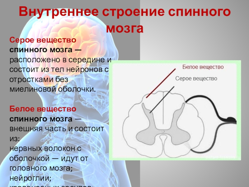 Серое вещество спинного мозга это