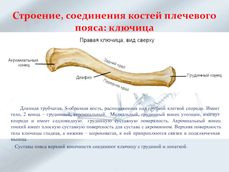 Соединения костей плечевого пояса. Ключица анатомия Синельников. Ключица кость анатомия. Медиальный грудинный конец ключицы.