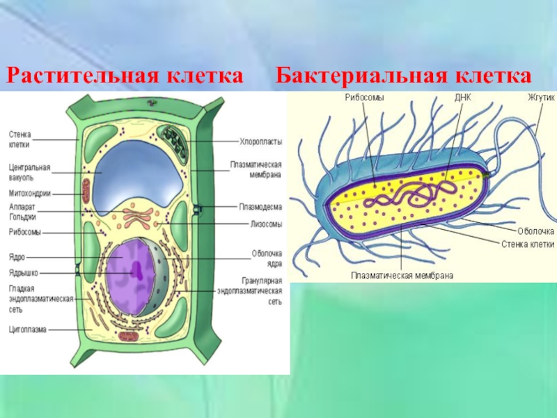 Растительная клетка царство. Бактериальная и растительная клетка. Клетка растения. Клетка бактерии и растения. Животная растительная и бактериальная клетка.