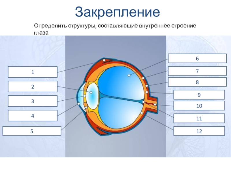Закрепление123456789101112Определить структуры, составляющие внутреннее строение глаза