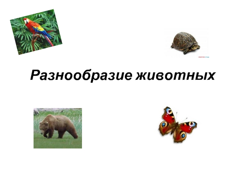 Презентация многообразие животных 1 класс