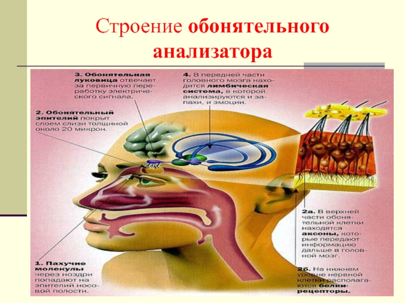 Блок схема обонятельного анализатора