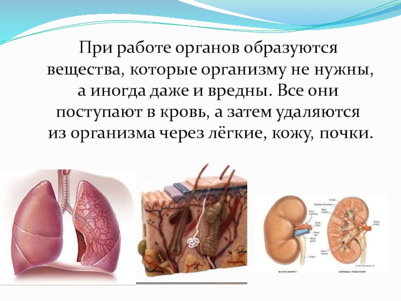 Вещества образующие организмы