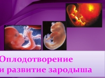 Оплодотворение и развитие зародыша
