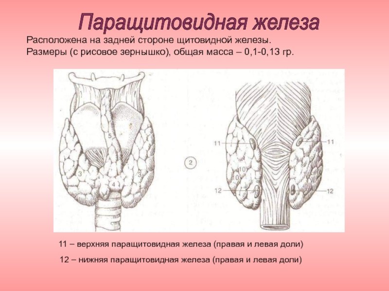 Строение паращитовидной железы. Иннервация паращитовидной железы. Нижние паращитовидные железы. Паращитовидные железы вид сзади. Кровоснабжение паращитовидной железы.