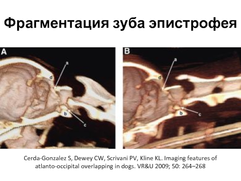 Фрагментация зуба эпистрофеяCerda‐Gonzalez S, Dewey CW, Scrivani PV, Kline KL. Imaging features of atlanto‐occipital overlapping in dogs.