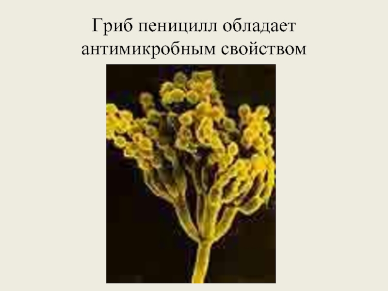 Пеницилл группа организмов. Дейтеромицеты (Deuteromycota. Несовершенные грибы дейтеромицеты. Дейтеромицеты пеницилл. Пеницилл царство.