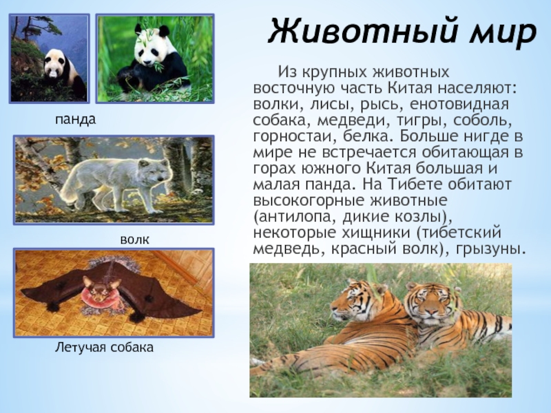 Проект страны китая. Животные Китая презентация. Доклад по окружающему миру 2 класс Китай. Животный мир Китая кратко.