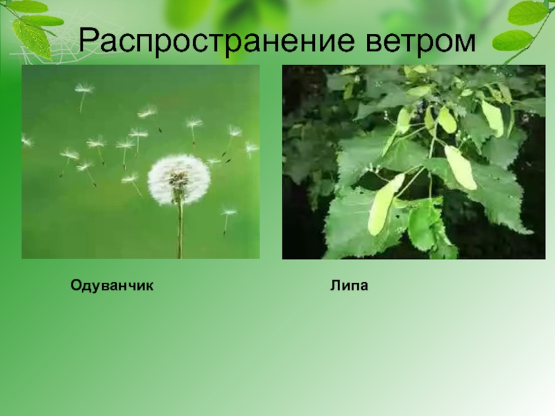 Распространение ветром. Распространение плодов одуванчика. Липа распространение. Распространение плодов липы. Приспособления липы.