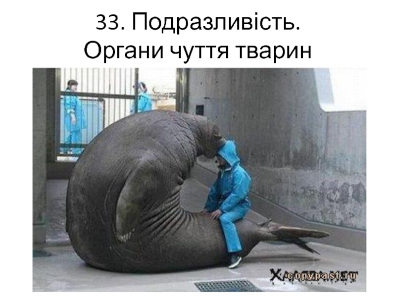 Правда что вчера было. Самый большой морж в мире.