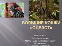 Большие кошки Оцелот