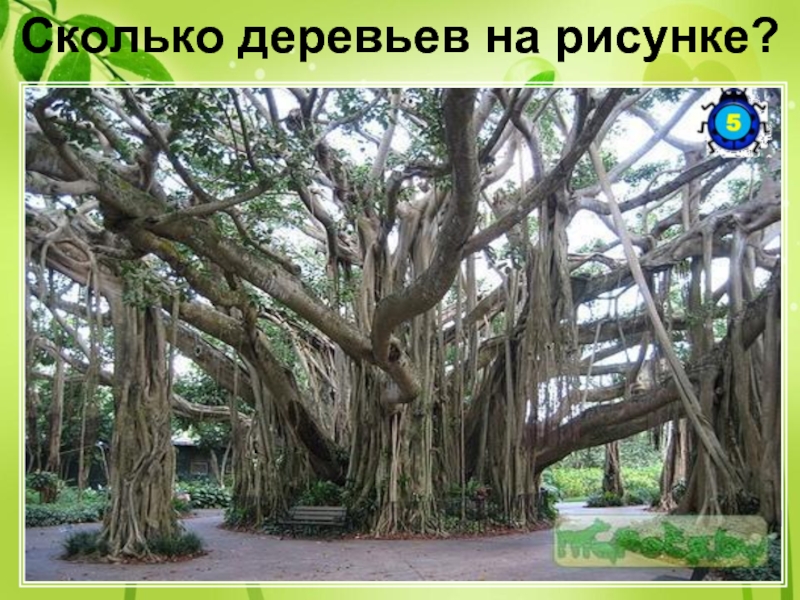 Сколько деревьев на рисунке?Это одно единственное дерево. Фикус Бенгальский образует мощные ветви для поддержки которых отрастают побеги,