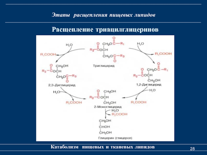 Схема образования триацилглицерина